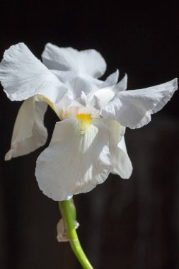 Aslanağzı majus, beyaz çiçek