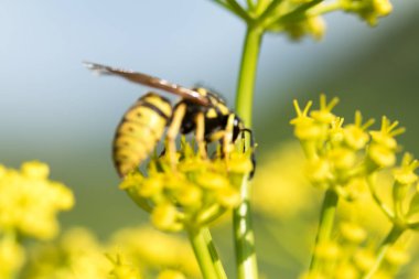 WASP sarı bir çiçek üzerinde Kapat