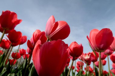 Gökyüzü, Çiçek Lale görüntülemek aşağıdan