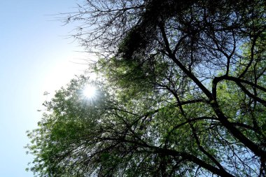 Gökyüzüne aşağıdan görünümünde ağaçlarının dalları