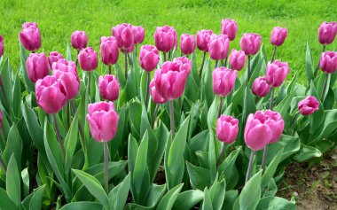 Mor laleler, yeşil çim