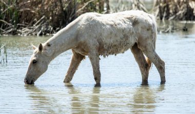 At sürüsü nehrin yanında bir sulama yerde bahar