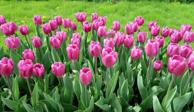 Mor laleler, yeşil çim