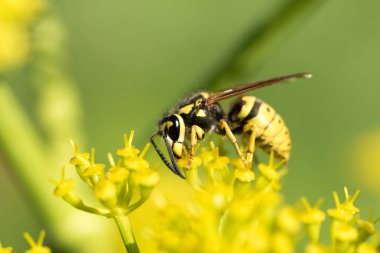 WASP sarı bir çiçek üzerinde Kapat