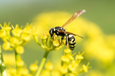 WASP sarı bir çiçek üzerinde Kapat