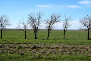Yeşil çayır çimen ekilebilir, bahar
