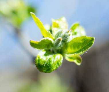 Yeşil filiz yaprakları bud ağaç, bahar