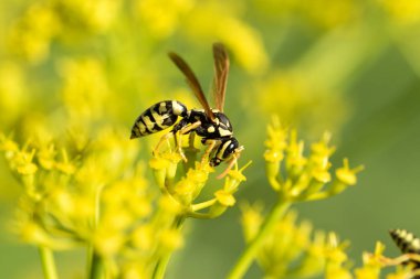 WASP sarı bir çiçek üzerinde Kapat