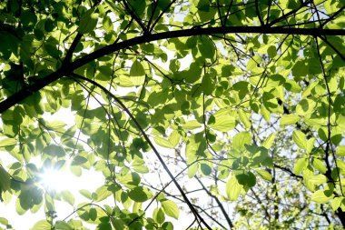 Gökyüzüne aşağıdan görünümünde ağaçlarının dalları
