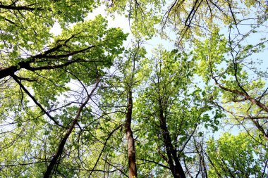 Gökyüzüne aşağıdan görünümünde ağaçlarının dalları