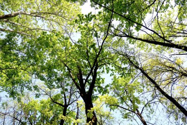 Gökyüzüne aşağıdan görünümünde ağaçlarının dalları