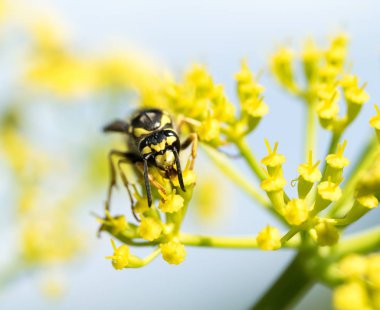 WASP sarı bir çiçek üzerinde Kapat