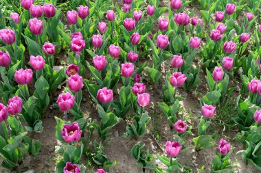 Parlak laleler, bahar manzara