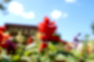 Bulanık arka plan kırmızı çiçekler