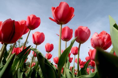 Gökyüzü, Çiçek Lale görüntülemek aşağıdan