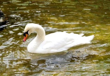 Beyaz Kuğu suya temizlenir
