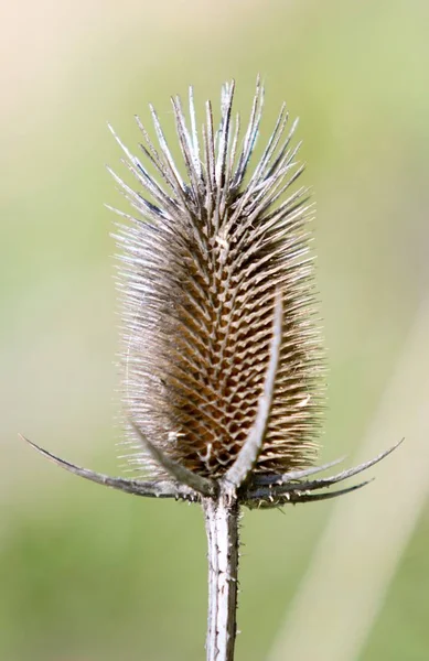 Trockenes Stacheliges Gras Der Natur — Stockfoto