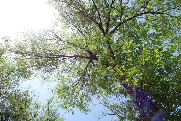 ビューの下から空に木の枝 — ストック写真