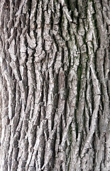 Corteza Gris Textura Del Árbol — Foto de Stock