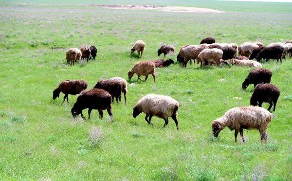 Troupeau Moutons Sur Champ Vert — Photo