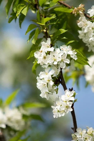 Cherry Blossom Tree Spring — Stock Photo, Image