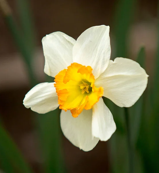 春の新鮮な水仙の花 — ストック写真