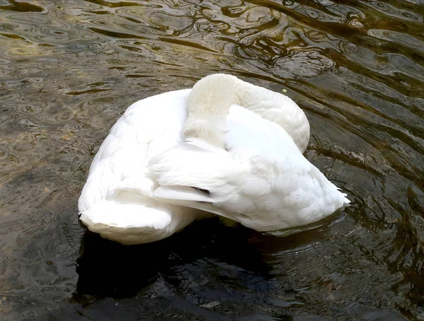 Cigno Bianco Viene Pulito Acqua — Foto Stock