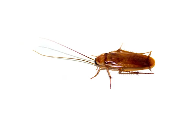 Cockroach White Background — Stock Photo, Image