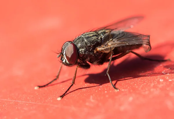 Grande Mosca Sul Rosso — Foto Stock