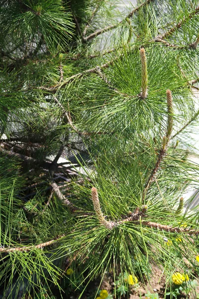 Jonge Groene Sparren Schiet — Stockfoto