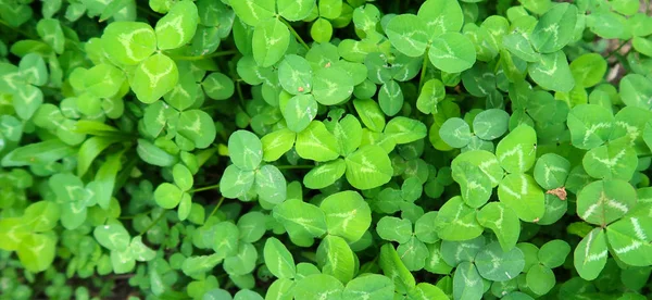 Bright Green Clover Background — Stock Photo, Image