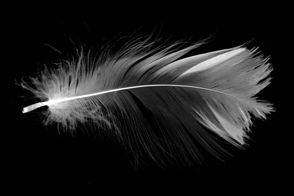 Λευκό Φτερό Απομονωμένο Μαύρο Φόντο — Φωτογραφία Αρχείου