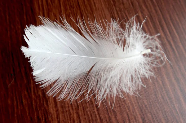 White Swan Feather Table — Stock Photo, Image