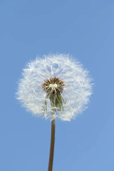 在天空中白色的 Dandelion — 图库照片