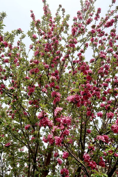 Pembe Çiçekler Elma Bahar — Stok fotoğraf