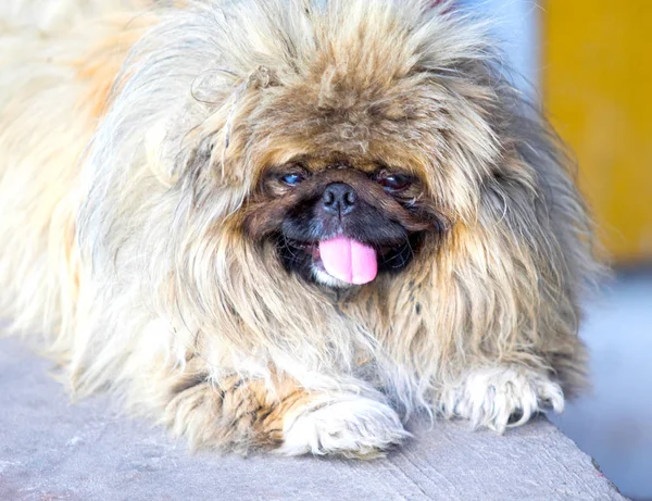 Pequena Língua Cão Desgrenhada — Fotografia de Stock