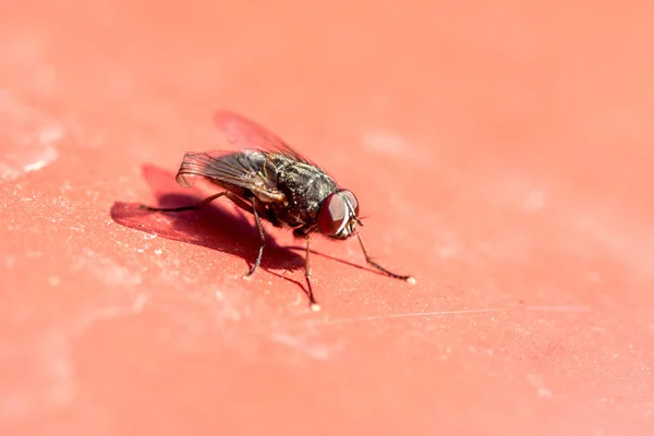 Grote Vlieg Rood — Stockfoto