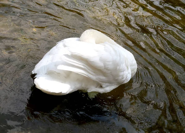 白い白鳥を水で洗浄します — ストック写真