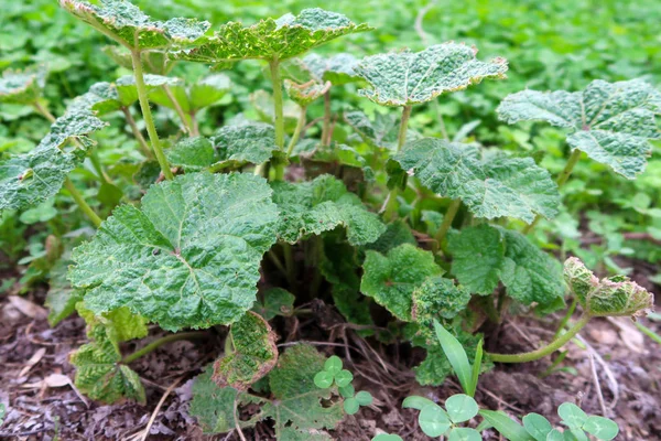 Yeşil taze bitkiler arka plan