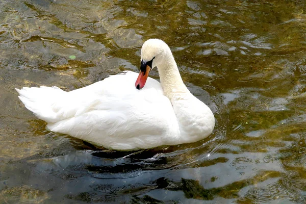 Weißer Schwan Wird Wasser Geputzt — Stockfoto