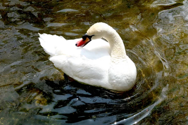 Cisne Blanco Limpia Agua —  Fotos de Stock