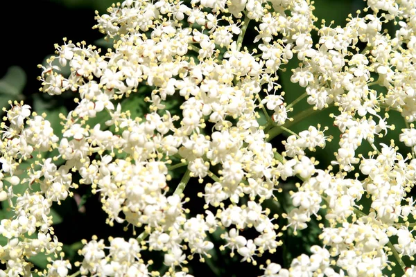 Små Vita Blommor Hel — Stockfoto