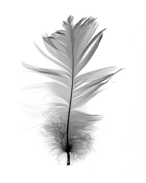 White Feather Isolated White Background — Stock Photo, Image