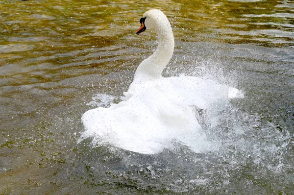 White Swan Cleaned Water — Stock Photo, Image