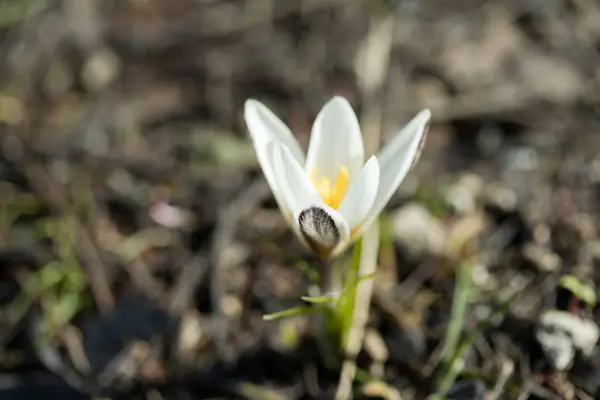 Vakker Hvit Vårblomst – stockfoto