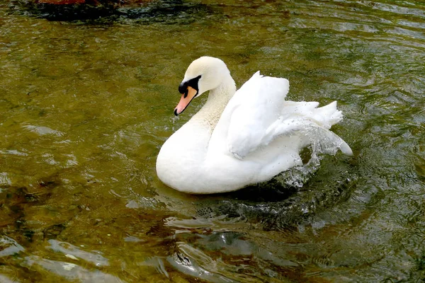 Bílá Labuť Jezírku — Stock fotografie