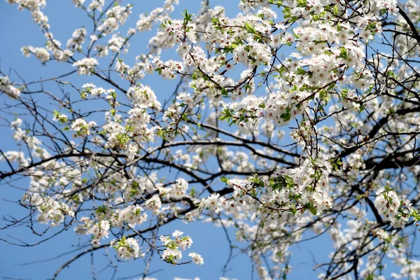 Floraison Arbres Fruitiers Fleurs Blanches — Photo