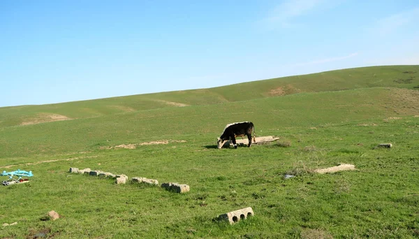 Корова Випасується Зелених Степових Пагорбах — стокове фото