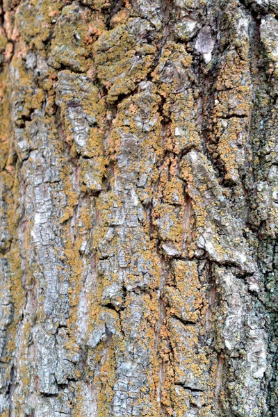 Graue Rinde Einer Baumstruktur — Stockfoto