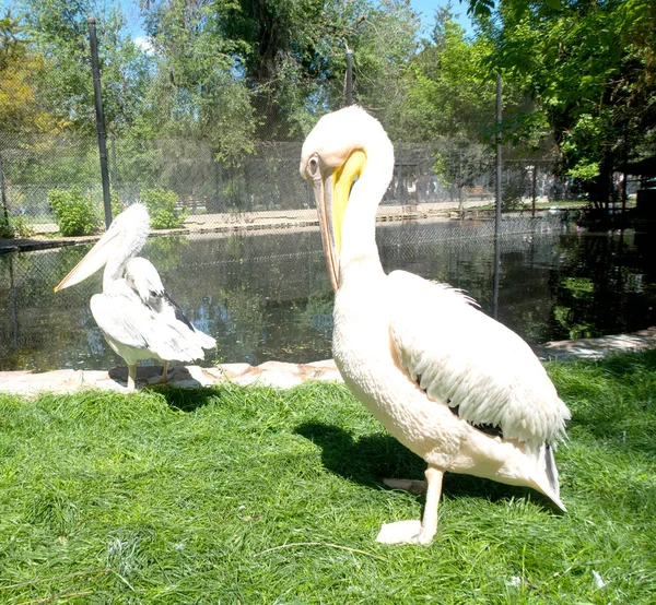 Pájaro Pelícano Sobre Hierba Verde — Foto de Stock